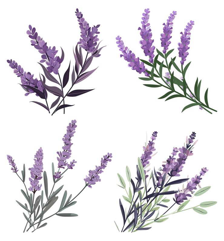 Bunch of lavender flowers on a white background