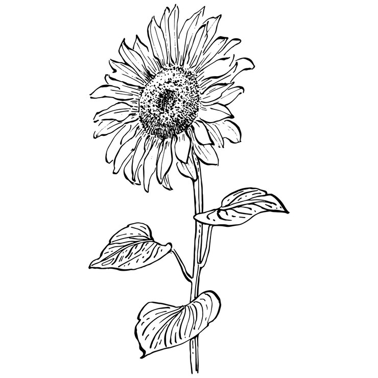 Bunga matahari. Bunga botani floral. Elemen ilustrasi terisolasi. Bunga liar digambar tangan