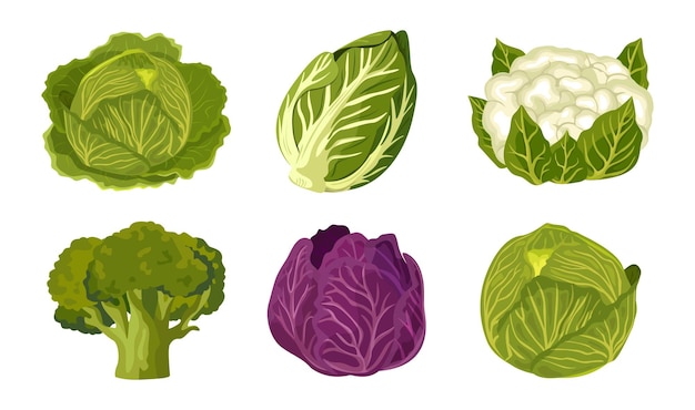 Cabbage in different varieties Cauliflower green cabbages red Chinese cabbage and broccoli Vector illustration isolated on white background