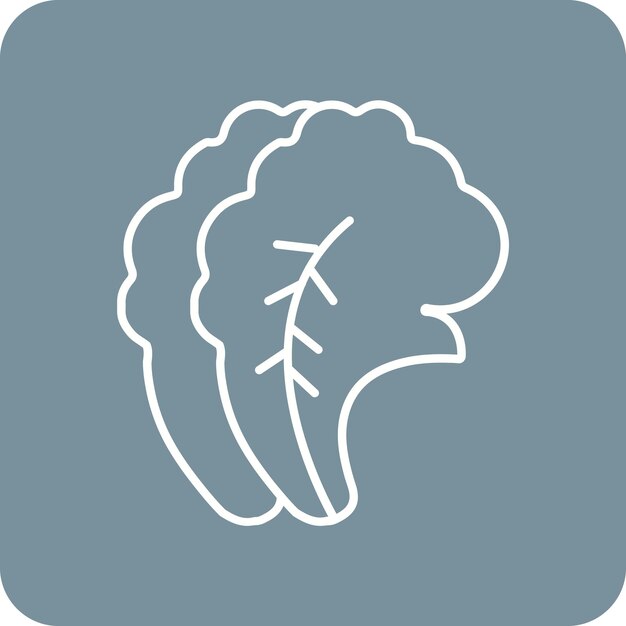 Cabbage vector icon Can be used for Fruits and Vegetables iconset