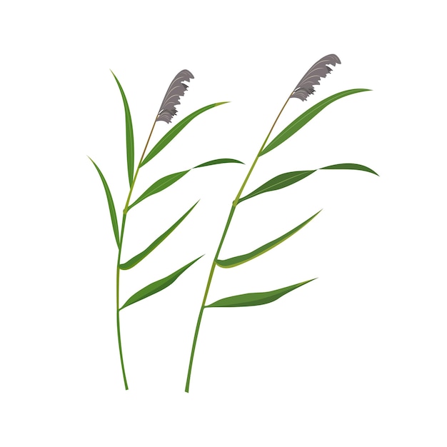 Cane dry panicles isolated on white Swamp vegetation element