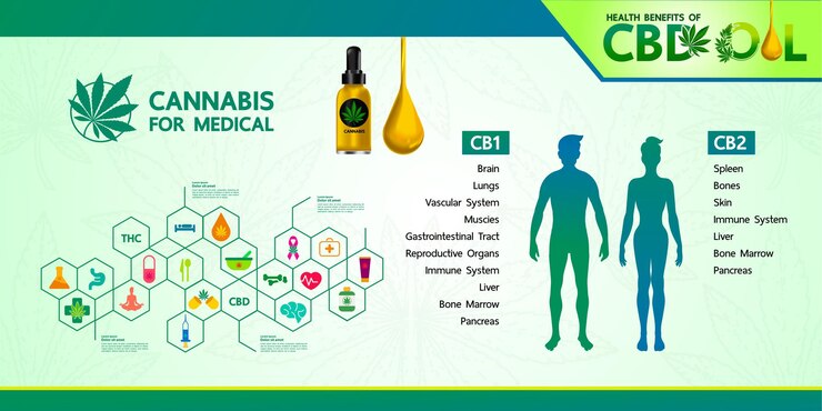 Vector cannabis benefits for medical and health vector illustration