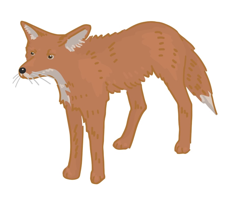 Vector cartoon clipart of cute fox doodle of forest wild animal vector illustration isolated on white background