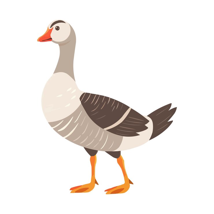Vector cartoon cute goose isolated on white solid background