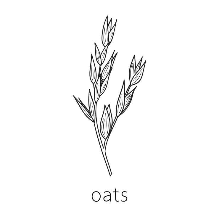 Cereal doodle sketch oats agriculture Thin line art about cereal plants