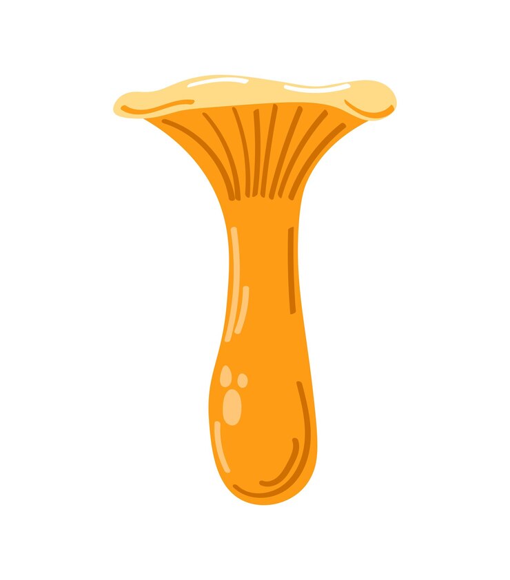 Vector chanterelle yang digambar tangan dengan latar belakang putih.