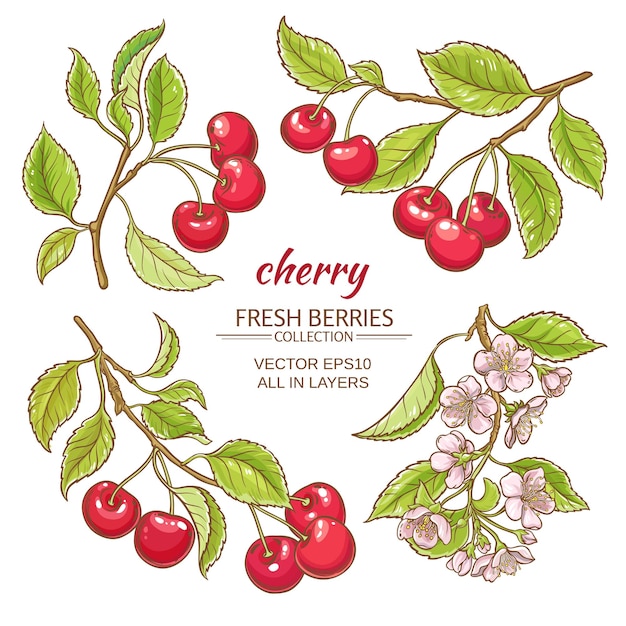 Cherry vector set on white background