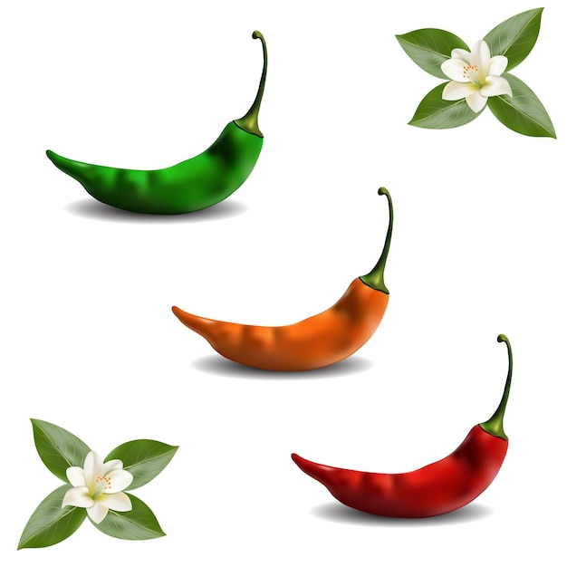 Chili with three colors vector mesh tool art