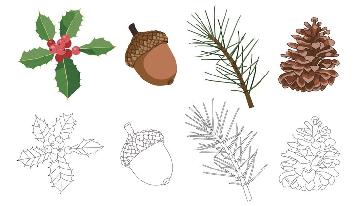Christmas plants including editable line drawings