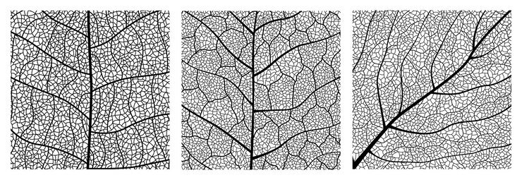 Closeup green leaf texture with intricate details of leaf veins showcasing natures botanical