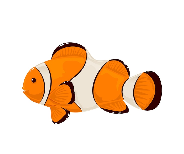 Vector clown fish on white background