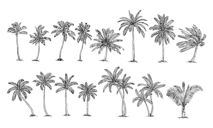 Vector coconut tree handdrawn collection