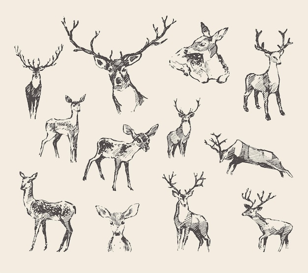Collection of a hand drawn vector illustrations of noble deer