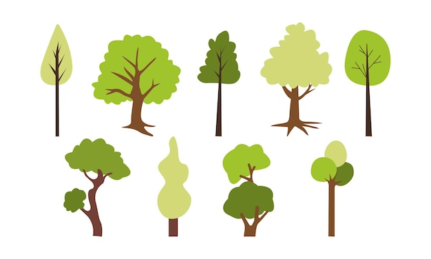 Collection of deciduous and evergreen forest plants isolated on white background Botanical