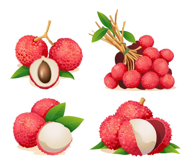 Vector collection of fresh lychee fruit illustrations isolated on white background