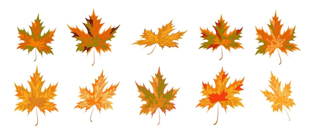 Collection of maple leaves in different positions Maple leaves isolated Cartoon style