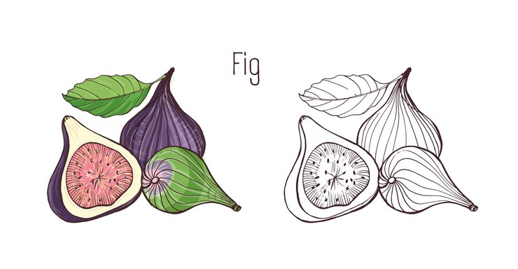 Colored and monochrome outline drawings of whole and cut fig isolated on white