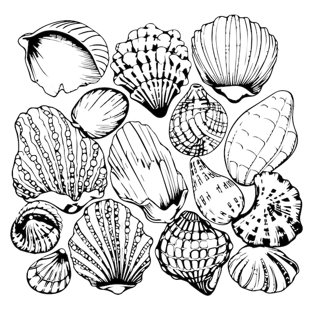 coloring page of sea shells rows