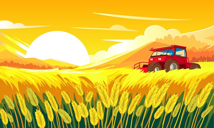 Combine harvester in a wheat field rural landscape harvesting