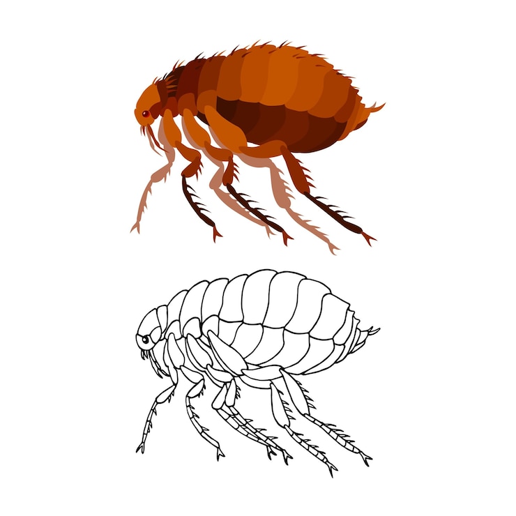 Vector common brown flea an insect parasite a carrier of plague and other diseases and infections