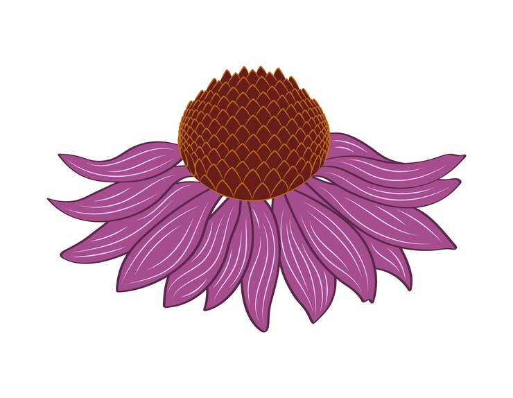 Coneflower purple flower echinacea purpurea wildflower silhouette of medicinal plant