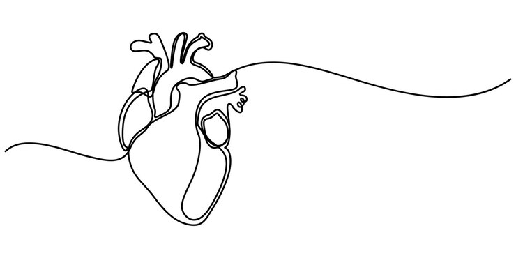 Vector continuous line drawing of human heart icon hand drawn symbol vector illustration human heart