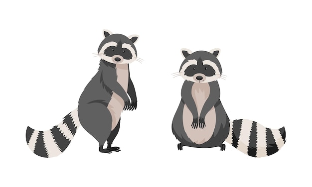 Cute funny raccoons Wild furry forest animal in various poses cartoon vector illustration