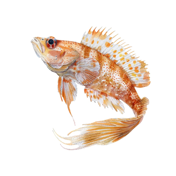 Vector cute goby fish vector illustration in watercolour style