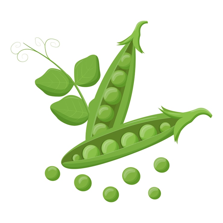 Vector cute green pea isolated on white background vegetarian food flat vector illustration