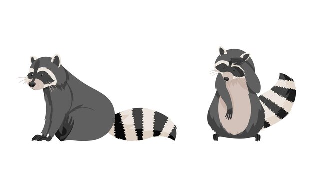 Cute raccoons set Wild furry forest animal in various poses cartoon vector illustration