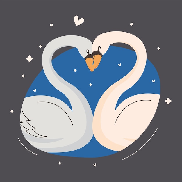 Cute swans couple lovers