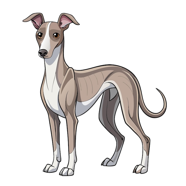 Vector cute whippet dog vector cartoon illustration