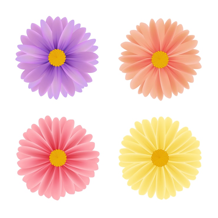 Vector daisy garbera flower set vector 3d illustration