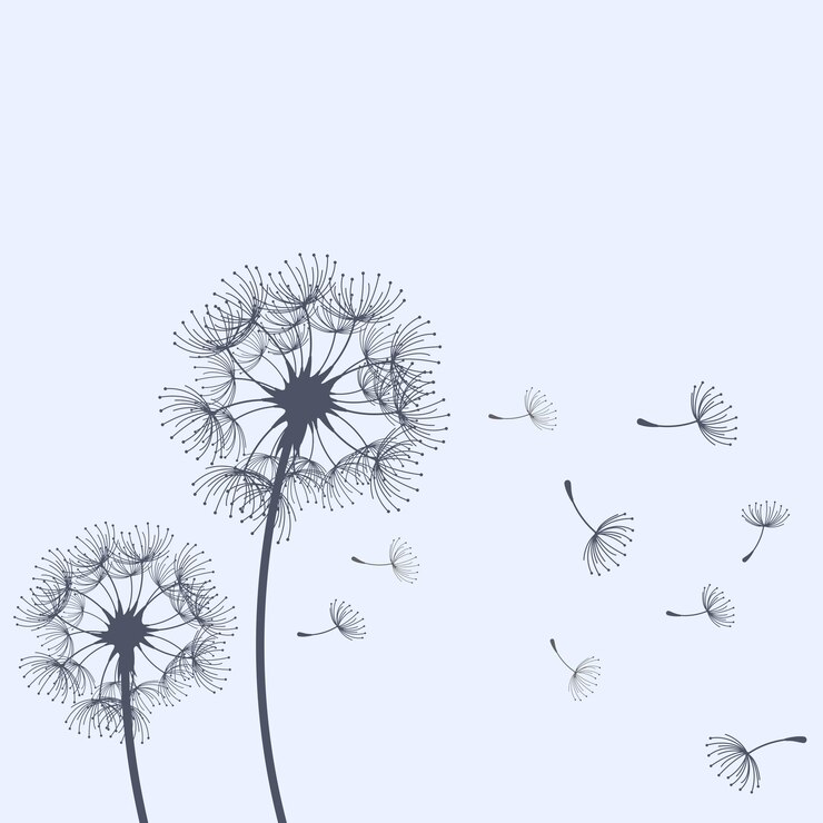 Vector dandelion blowing and scatter flying seeds, blowball flower silhouette, vector