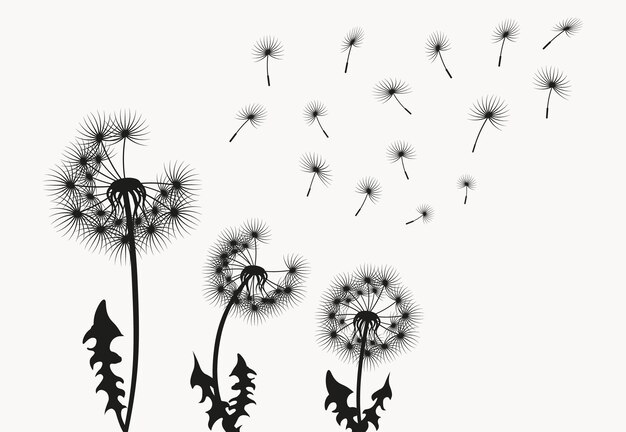 Dandelion seeds blowing in the wind silhouette background
