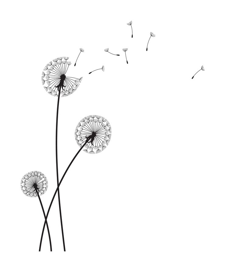 Vector dandelion wind blow background black silhouette with flying dandelion buds on white abstract flying