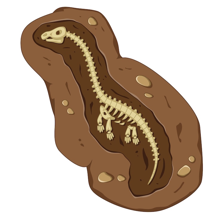 Vector detailed dinosaur fossil illustration with cartoon style