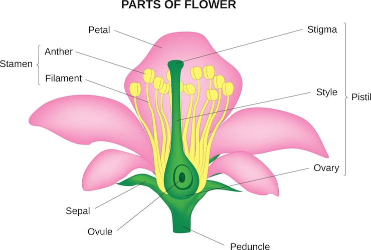 Vector diagram of the reproductive system of a flower