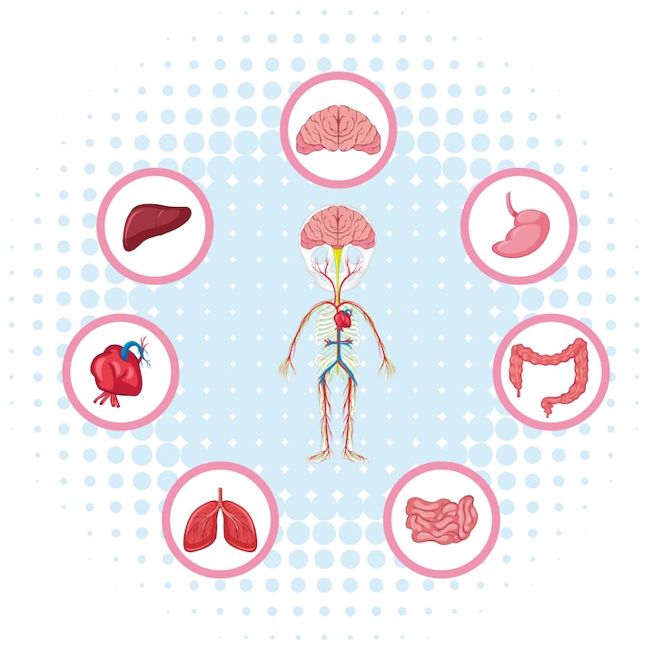 Vector diagram showing different parts of the body