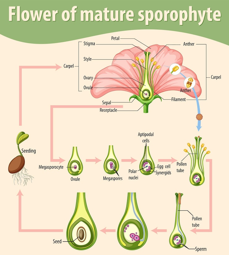 Vector diagram showing flower of mature sporophyte