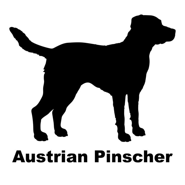 Dog silhouette dog Austrian Pinscher breeds vector Dog logo