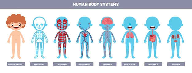 Drawing Of Human Body Systems