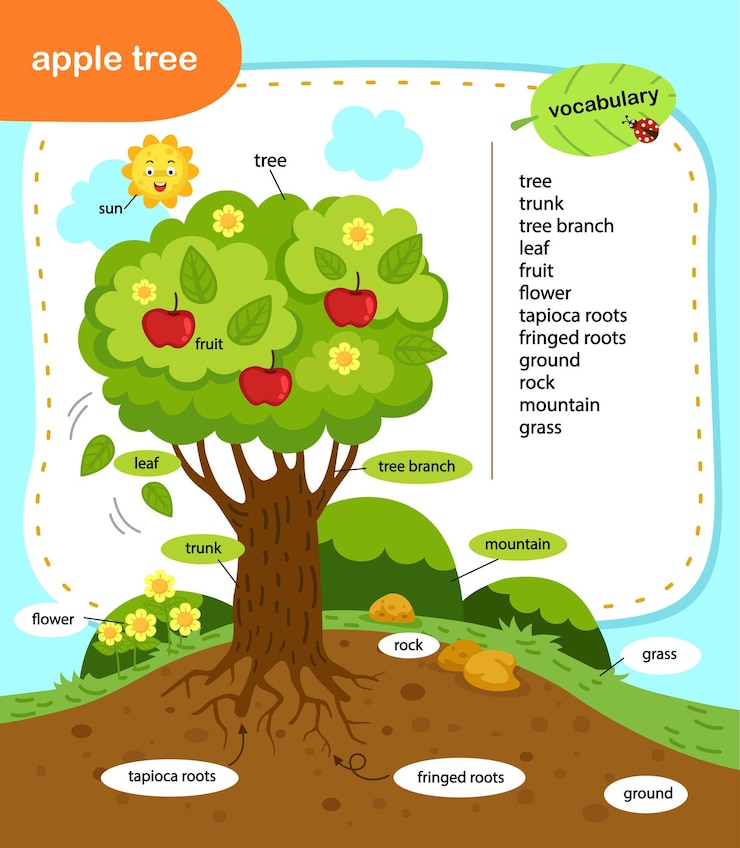 Vector education vocabulary apple tree vector illustration