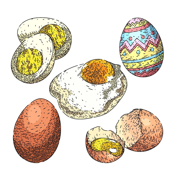Egg food chicken set sketch hand drawn vector