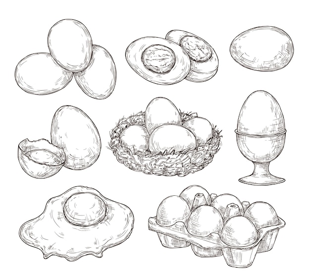 Eggs sketch. Vintage natural egg, broken shell