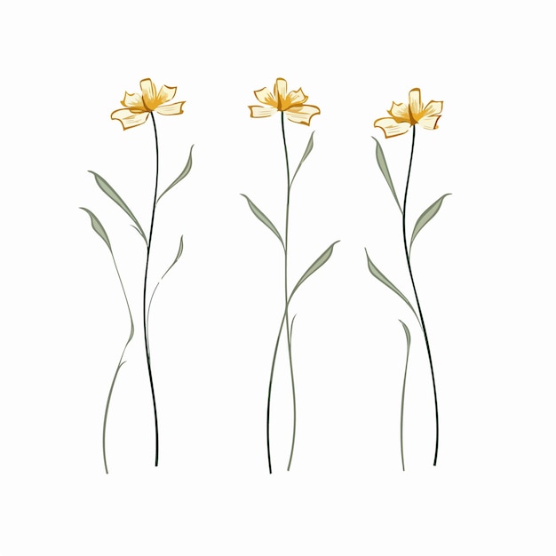 elegant cowslip illustration in vector format