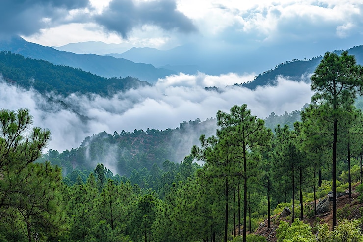 Vector enchanted foggy mountain forest mystical trees clouds and peaks art sky mist view blue gray dark