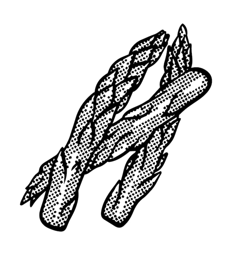 Vector engraving vegetable asparagus isolated. farm fresh ecological vegetables artwork.