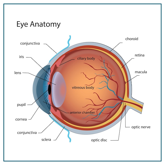 Eye anatomy with labeled structure scheme for human optic outline diagram Educational physiological