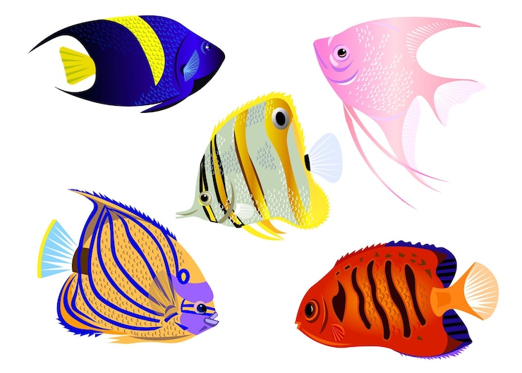 Vector fish angel ocean